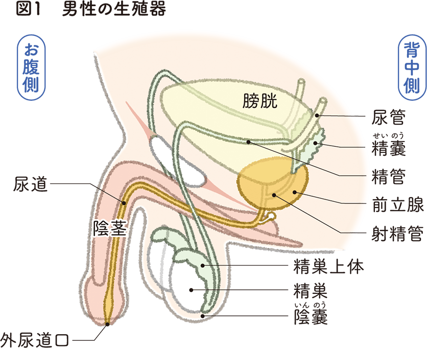 図1　男性の生殖器